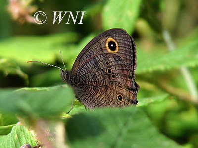 Common Wood-Nymph (Cercyonis pegala)